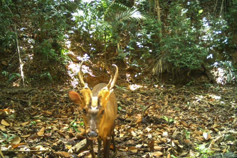 Rare giant barking deer seen in Cambodia