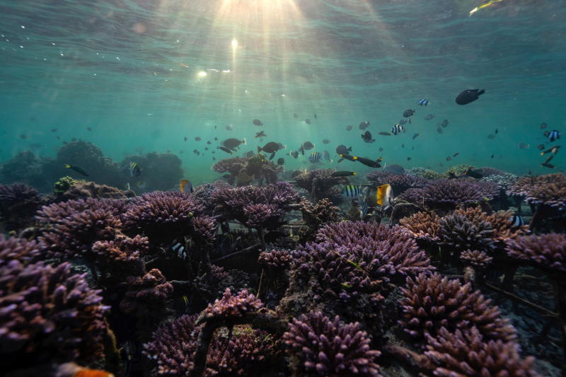 Fish swim at a coral reef garden in Nusa Dua, Bali, Indonesia, May 28, 2021. (Reuters file photo)