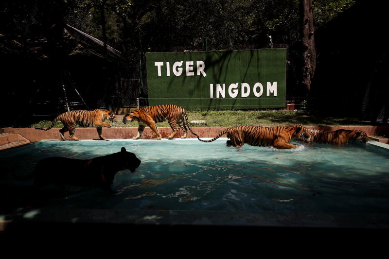 Phuket tiger park hopes to roar back to life as foreign tourists return