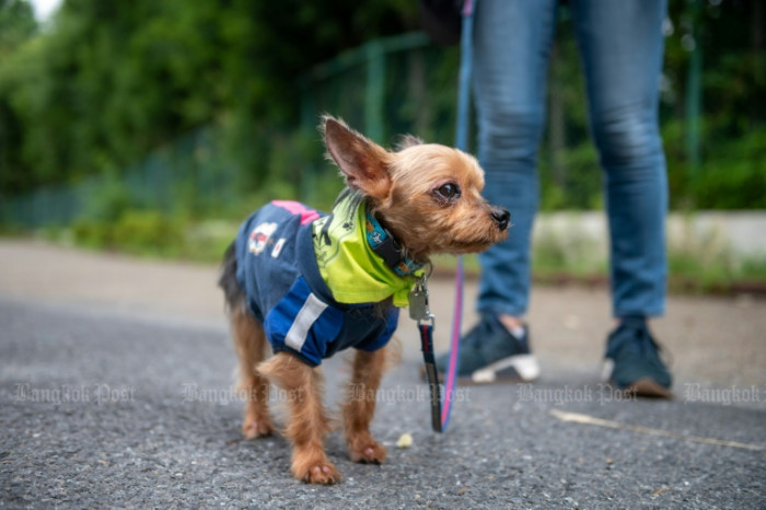 Tokyo's Paw Patrol keeps an eye on crime