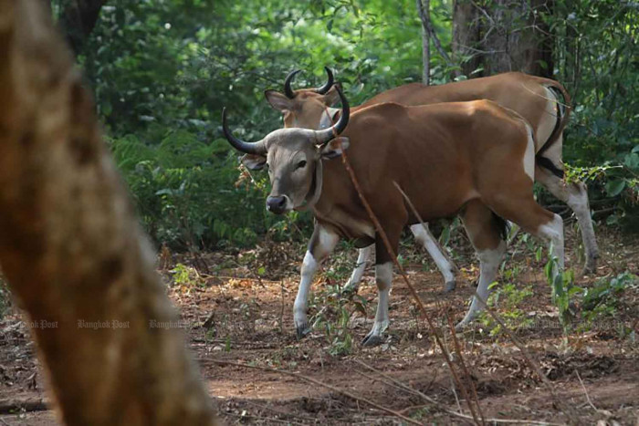 9 bantengs have Lumpy Skin Disease