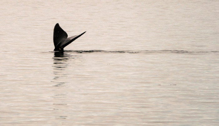 Speeding ships killing endangered right whales, study finds