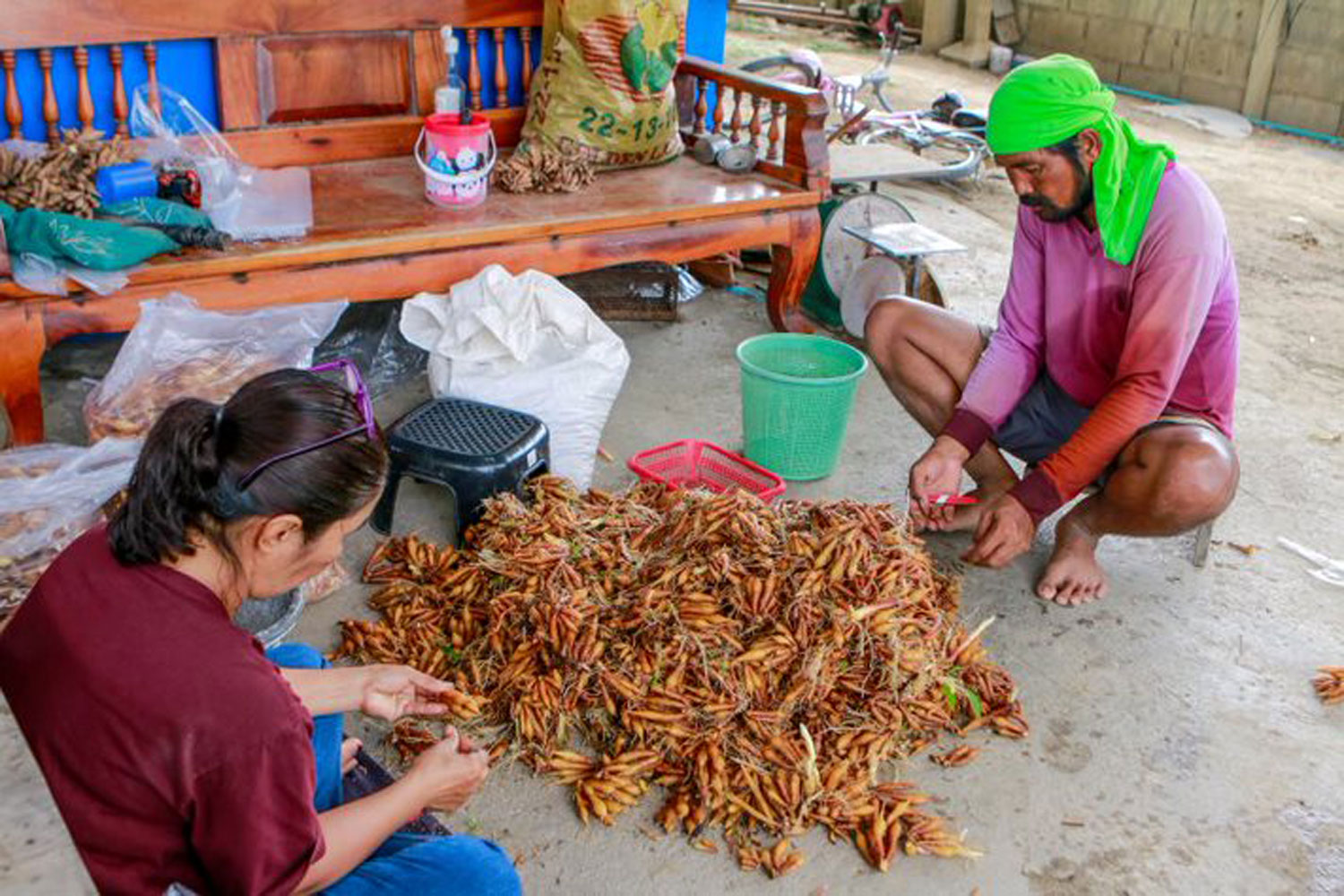 Wichian Suecharoen and his family sort fingerroot, or krachai khao, for sale to wholesale buyers, at their farm in Muang district, Nakhon Sawan, on Friday. (Photo: Chalit Pumruang)