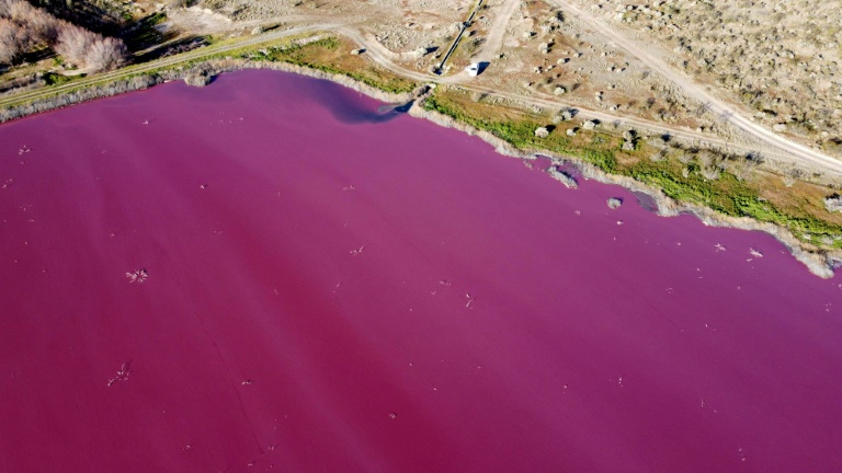 Watch: Lagoon turns shocking pink and fish farming may be to blame