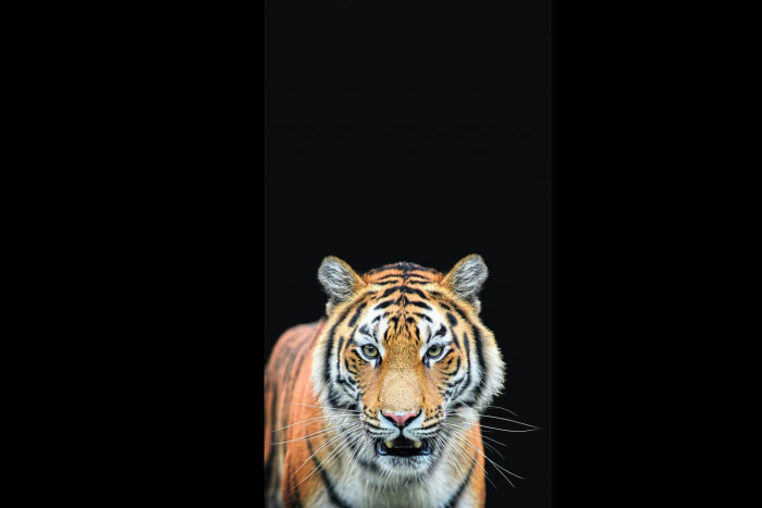Help mark Global Tiger Day - Vimarsana News