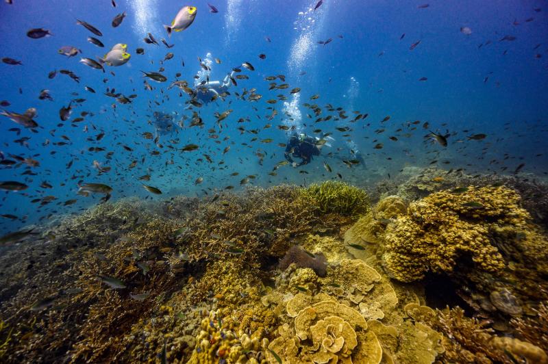 Scuba divers look at a coral bed at Koh Tao island in the southern province of Surat Thani on July 16, 2020. Three islands have reopened to vaccinated foreign visitors as part of a quarantine relaxation experiment that the kingdom hopes will help revive its battered tourism industry. (AFP file photo)