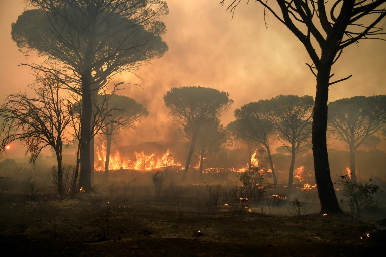 The blaze has scorched some 5,000 hectares in a region known for its forests and vineyards. The blaze has scorched some 5,000 hectares in a region known for its forests and vineyards.