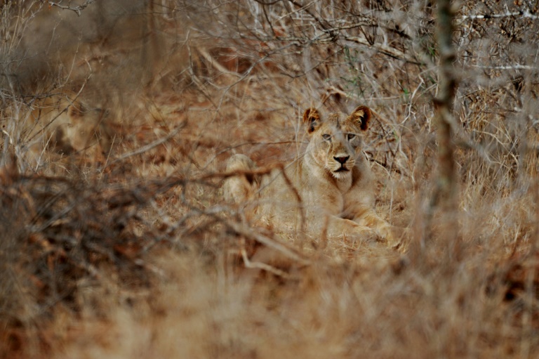 Has the wildlife 'Red List' let Africa's big cats down?