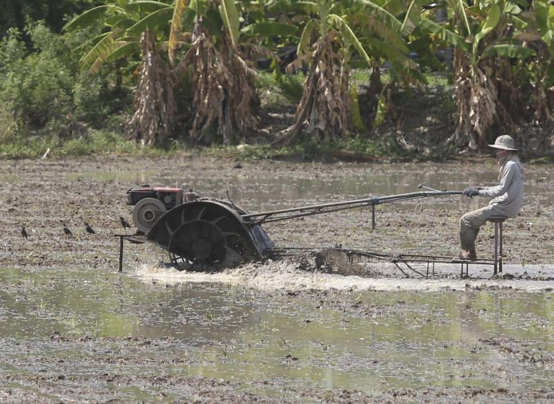 A farmer works his rice field with a mechanical plough in Lat Khum Kaew disrict of Pathum Thani. (Photo: Pattarapong Chatpattarasill)