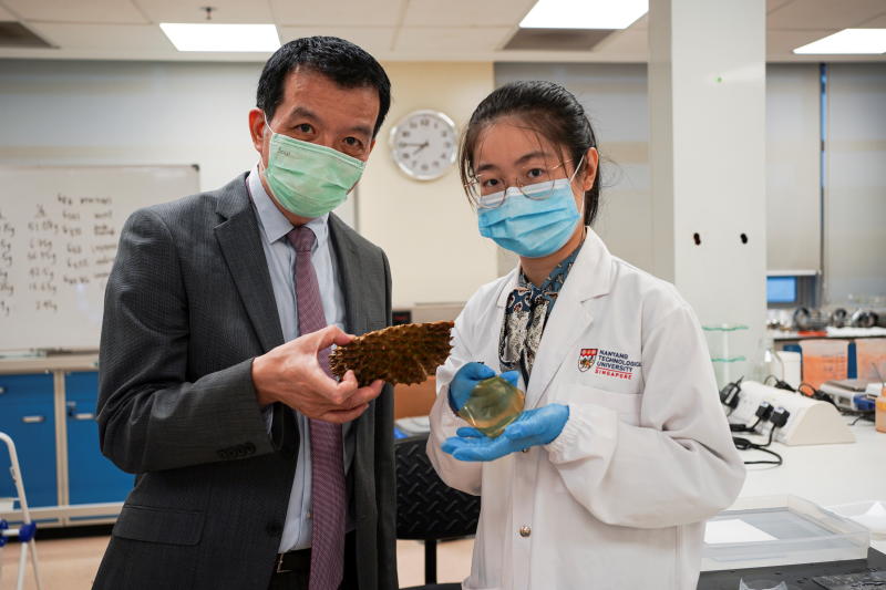 Nanyang Technological University's Director of Food Science and Technology Programme William Chen holds a durian husk, while Tracy Cui, Research Fellow at NTU, holds a hydrogel sheet made out of durian husk pose in Singapore on Thursday. (Reuters photo) Nanyang Technological University's Director of Food Science and Technology Programme William Chen holds a durian husk, while Tracy Cui, Research Fellow at NTU, holds a hydrogel sheet made out of durian husk pose in Singapore on Thursday. (Reuters photo)