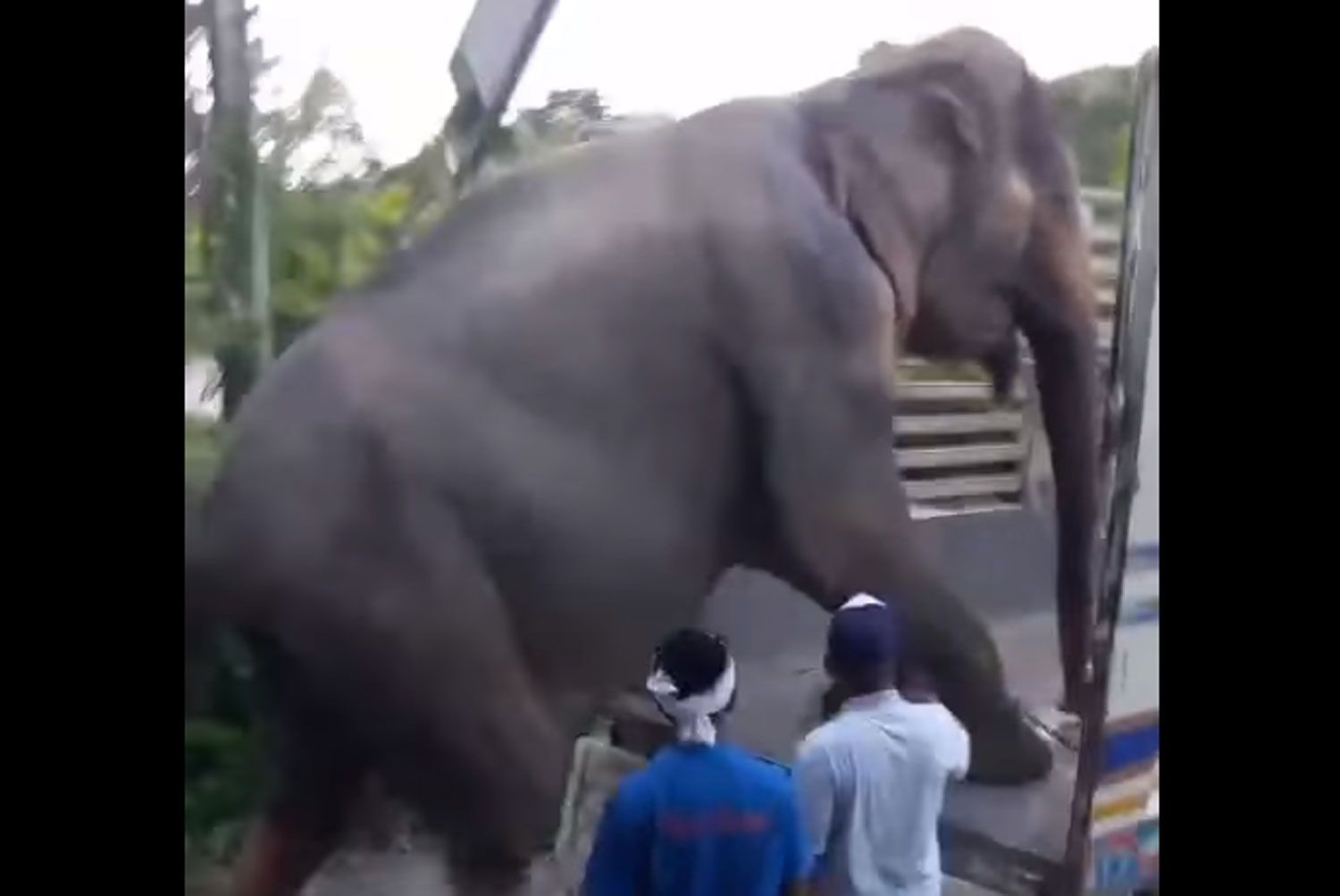 The 72-year-old elephant Plang Yo, stolen 18 years ago, climbs onto a truck in Phuket to return to her native province of Surin in the Northeast. (Capture from a clip posted by @khwao-community Facebook page)