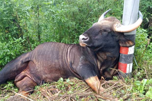 Khao Yai gaur dies from electrocution