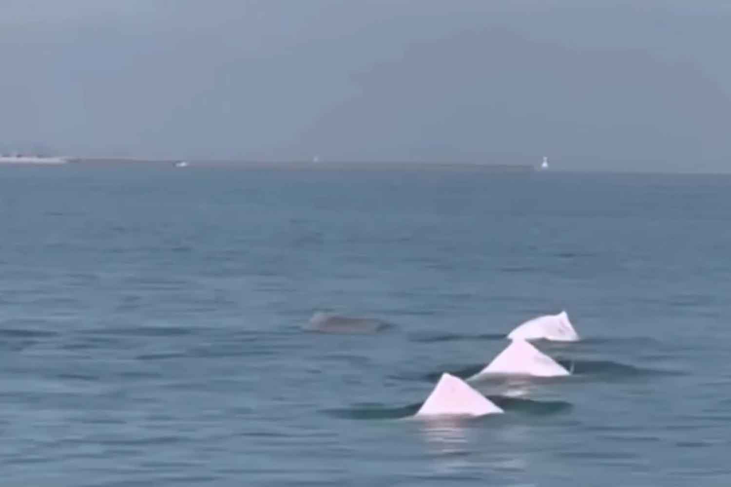 Pink dolphins spotted off Samila beach