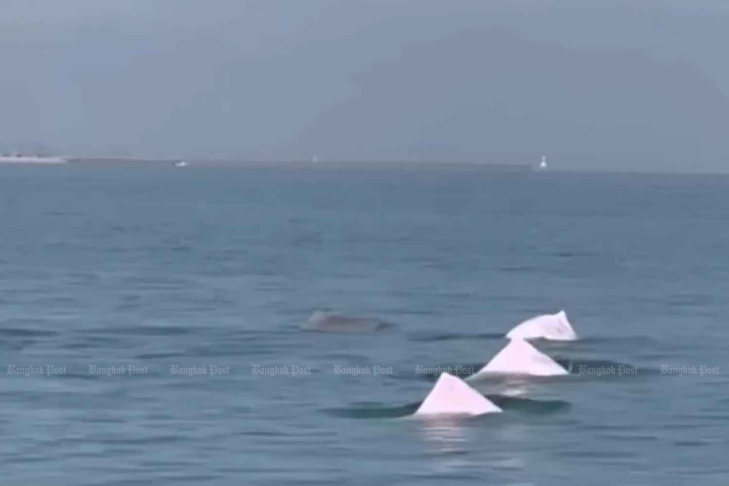 Pink dolphins spotted in the sea off Songkhla's Samila beach. (Photo: Palakorn Nakarabandid's Facebook page)