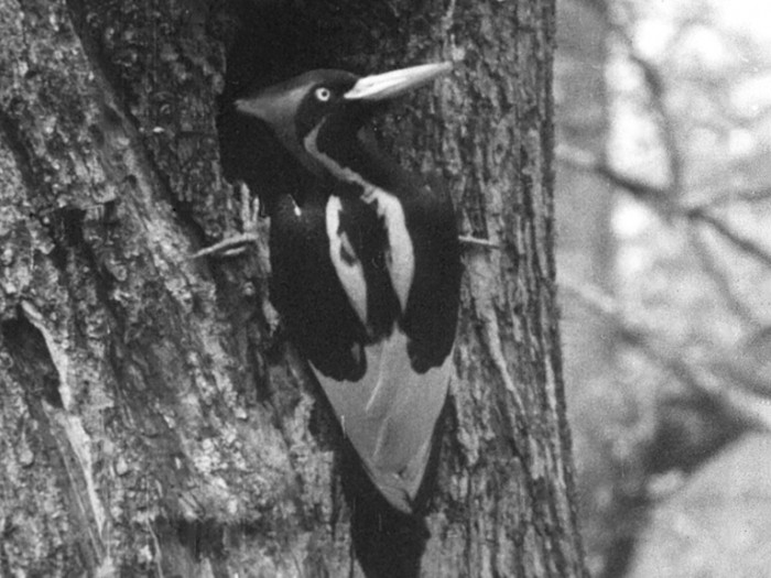 ivory billed woodpecker