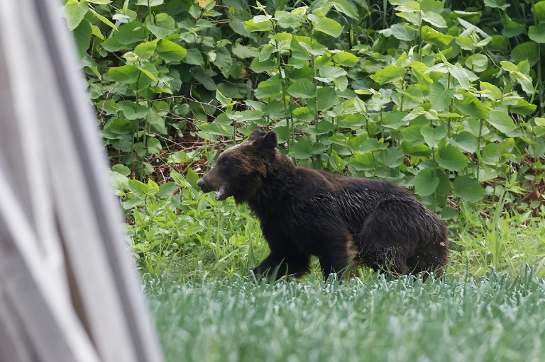 Rock and roar: Japanese region's riff warns of bear attacks