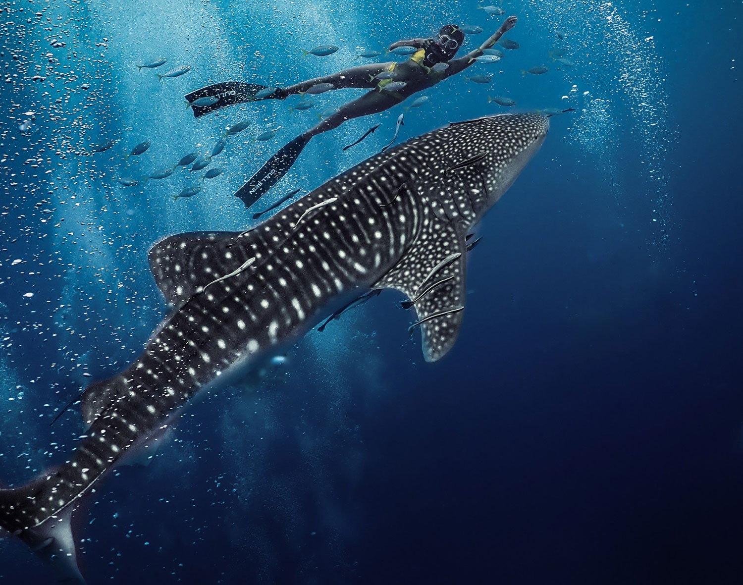 Divers Sight Whale Shark Off Koh Tao Divers Sight Whale Shark Off Koh Tao
