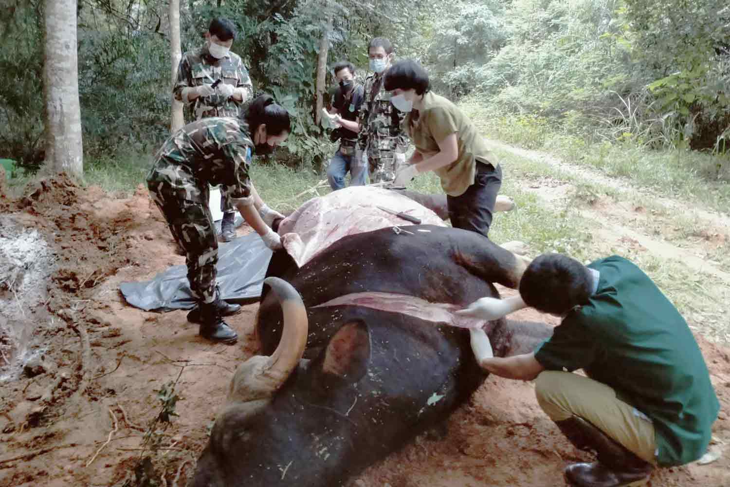 Gaur electrocuted by power line