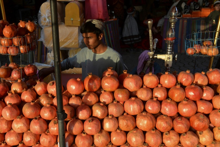 Pomegranate is one of the most important crops in southern Afghanistan Pomegranate is one of the most important crops in southern Afghanistan