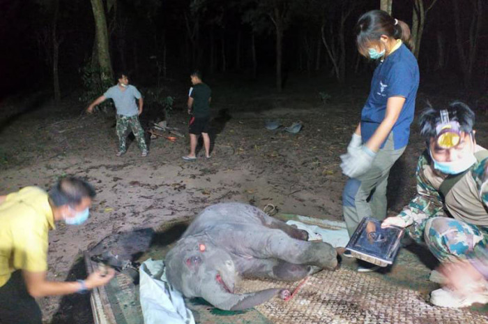 Baby jumbo killed in multi-vehicle pile-up - Vimarsana News