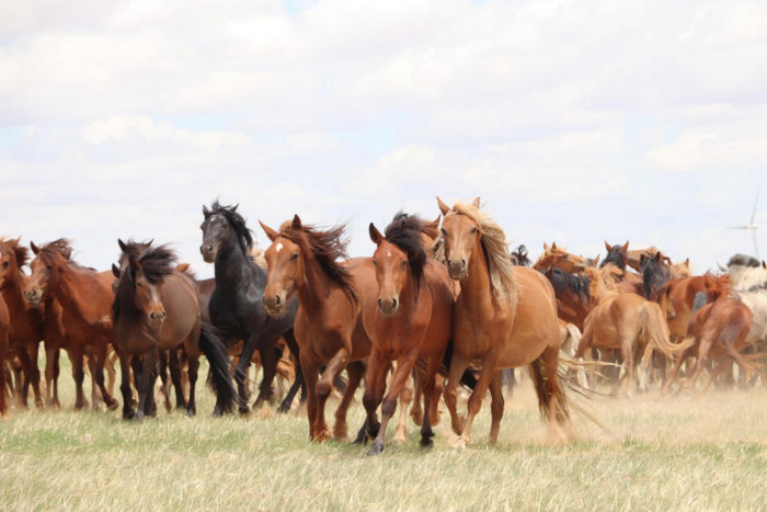 Study points to new origin for modern horses - Vimarsana News