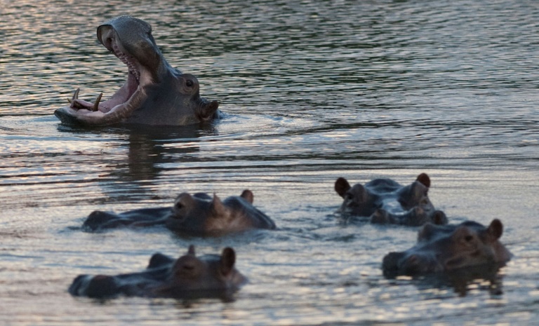 Escobar's lawyered-up hippos recognized as people by US court