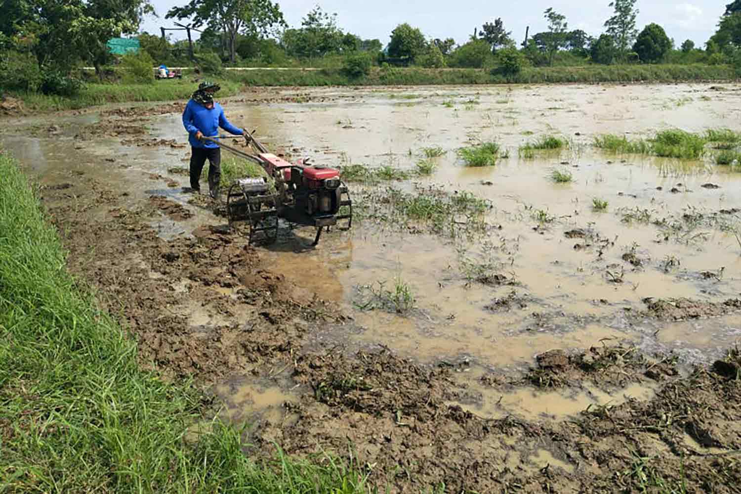 Weaker baht boosts rice exports in fourth quarter