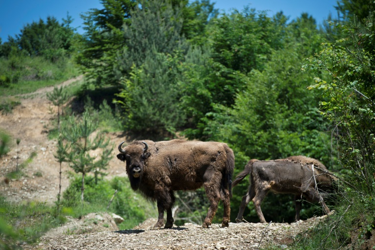 Rescued from extinction, bison rediscover Romania mountains