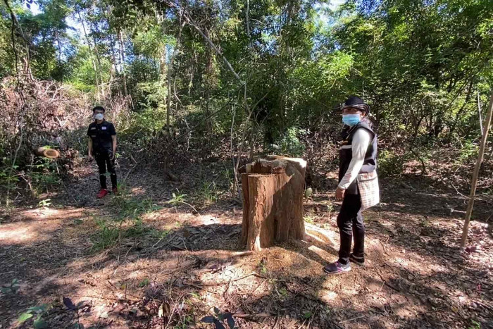 Payung trees stolen from demonstration plot - Vimarsana News