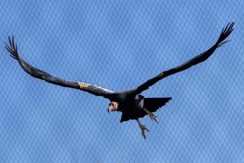 Bangkok Post Endangered condors can reproduce without mating