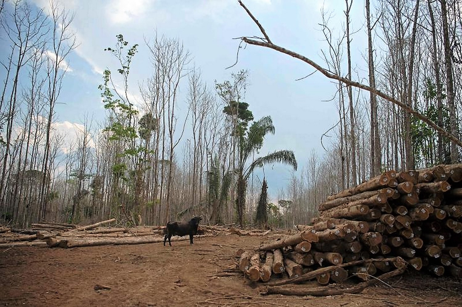 deforestation falls over 60% compared with last July, says Brazilian  minister,  rainforest