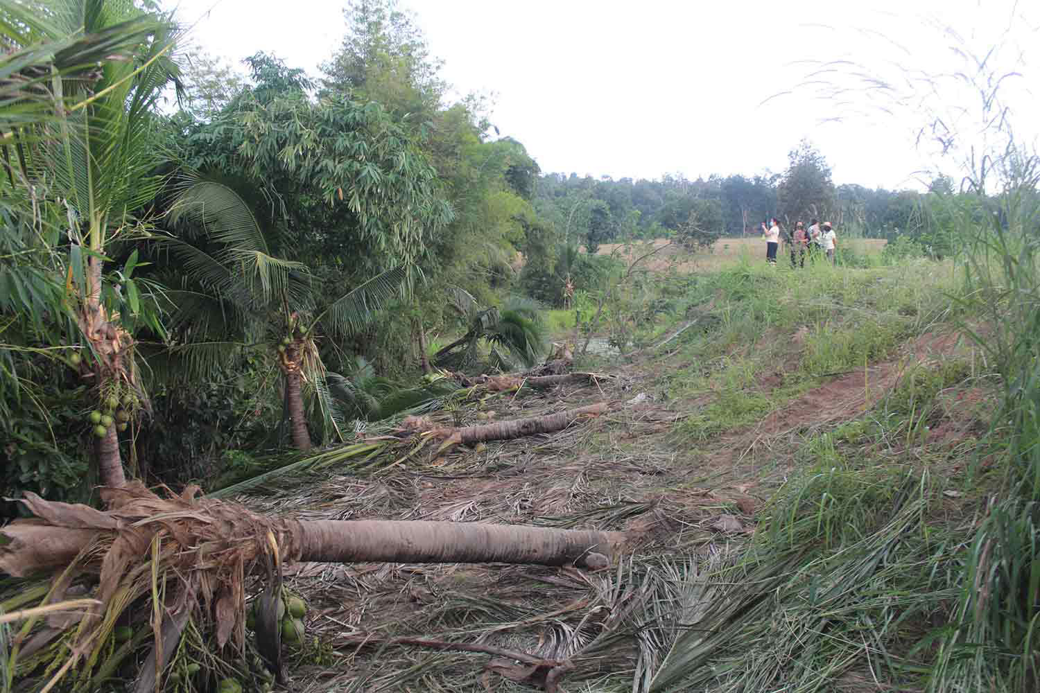 Elephant herd flattens hundreds of farmer's coconut trees