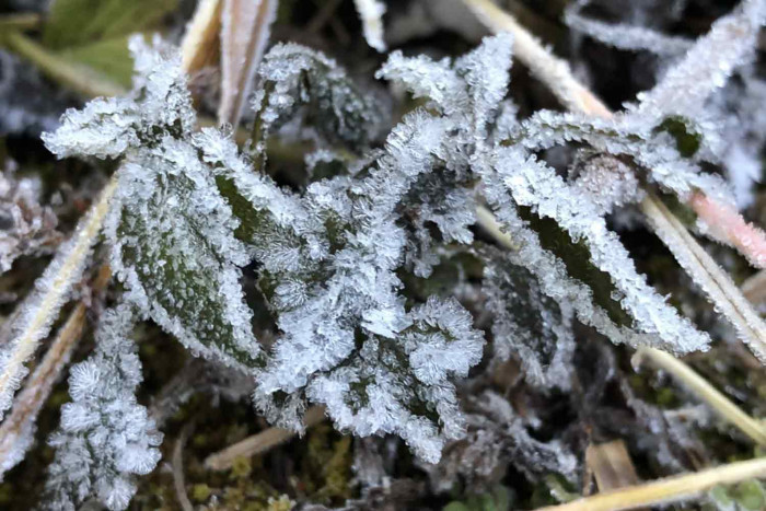 Frost sparkles on Doi Inthanon - Vimarsana News