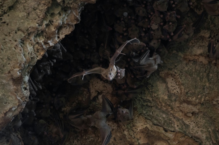 A bat and her pup flying in a cave north of Tel Aviv A bat and her pup flying in a cave north of Tel Aviv