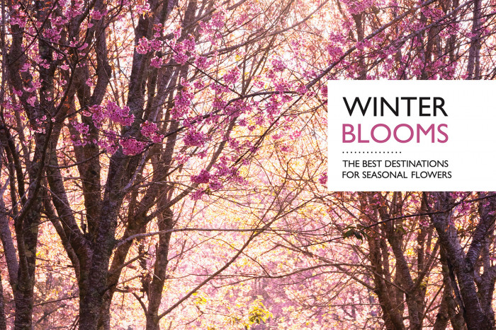 Winter blooms - Vimarsana News