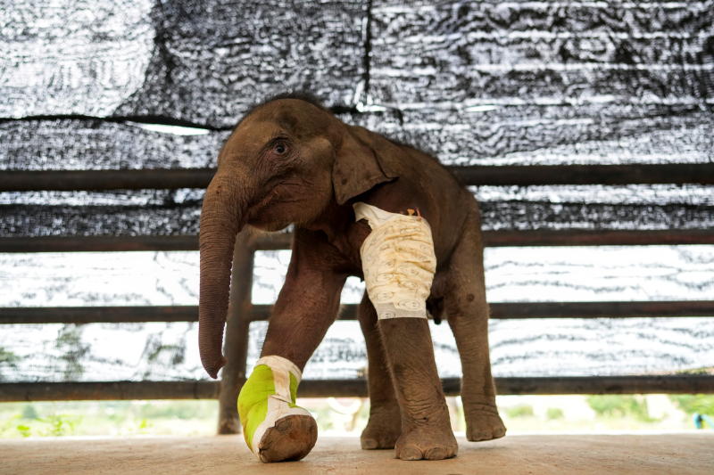 A three-month-old baby elephant saved from a hunter's trap and sent for medical treatment for its mangled right front leg and recovery process is seen in Nong Nooch Tropical Garden in Chonburi on Thursday. (Reuters photo)