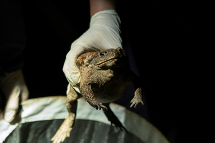 Taiwan rushes to contain sudden cane toad invasion - Vimarsana News