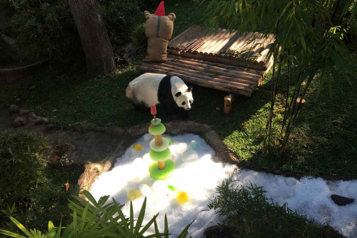 Panda Lin Hui begins annual morning walk - Vimarsana News