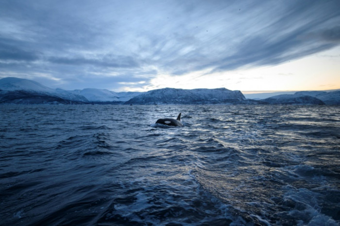 Melting Arctic ice draws killer whales further north - Vimarsana News