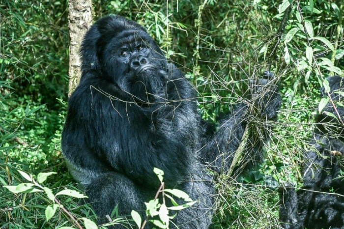 Too many gorillas? The great apes' hunt for space in Rwanda - Vimarsana News