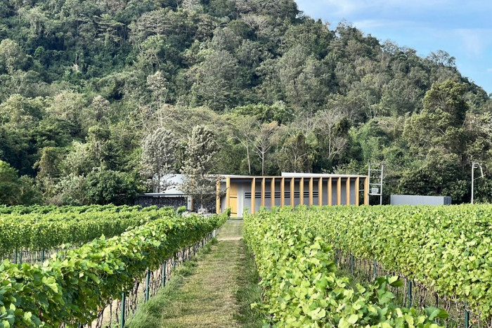 Khao Yai eyes export fillip with EU wine application - Vimarsana News