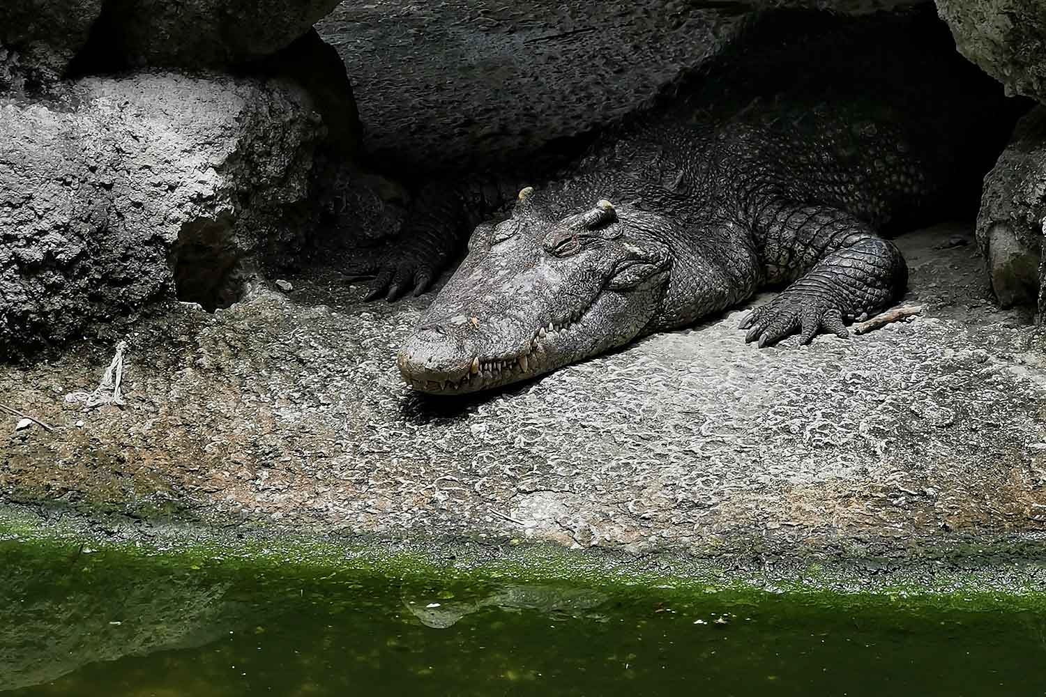 Crocodile goes onto the menu