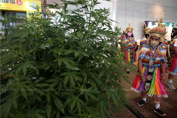 Drug code sows cannabis confusion - Vimarsana News