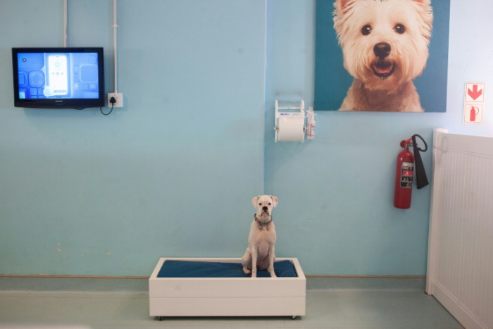 South Africa's luxury dog hotels give paws for thought - Vimarsana News