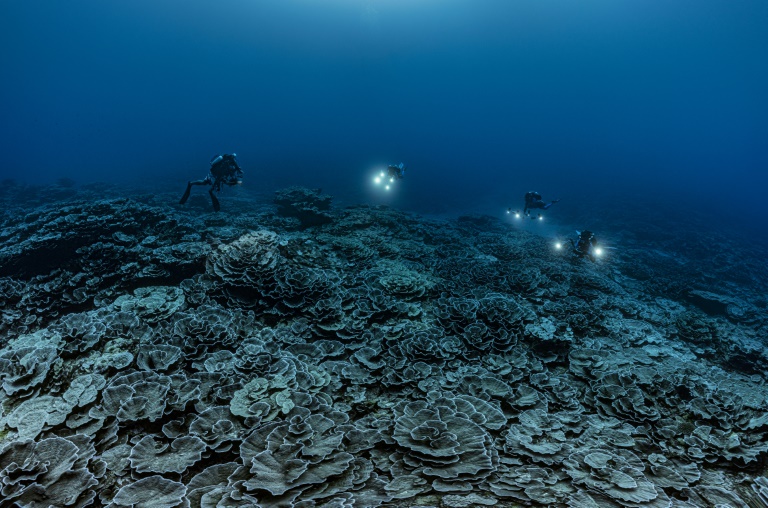 The rose-shaped corals were found to be healthy. The rose-shaped corals were found to be healthy.