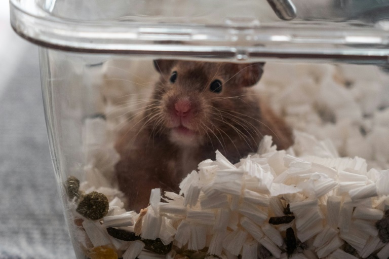 The Hong Kong government is scrambling to cull about 2,000 small mammals -- mostly hamsters -- under its The Hong Kong government is scrambling to cull about 2,000 small mammals -- mostly hamsters -- under its