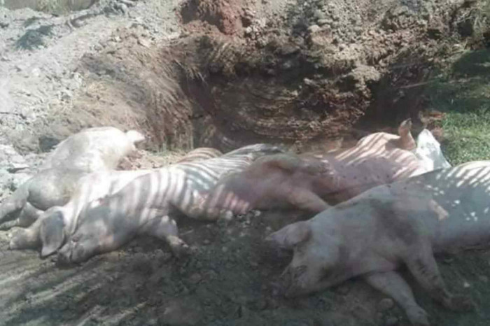Swine fever at 3 pig farms - Vimarsana News
