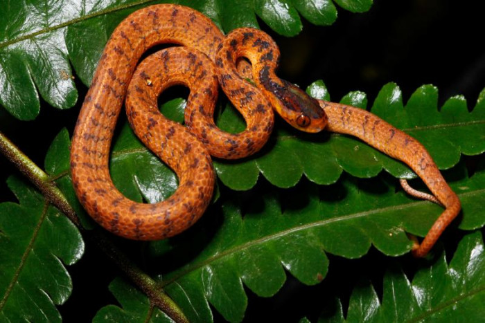 WWF: 200+ new species found in Mekong - Vimarsana News