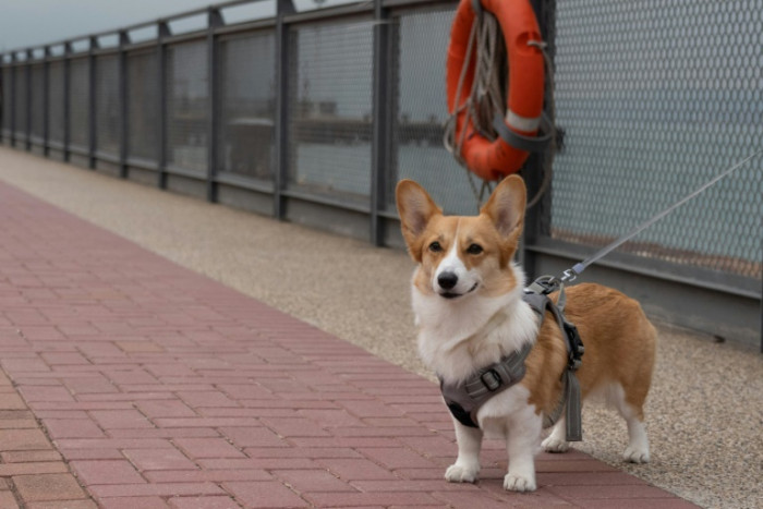 Pet owners go private to jet 'fur babies' out of Hong Kong - Vimarsana News