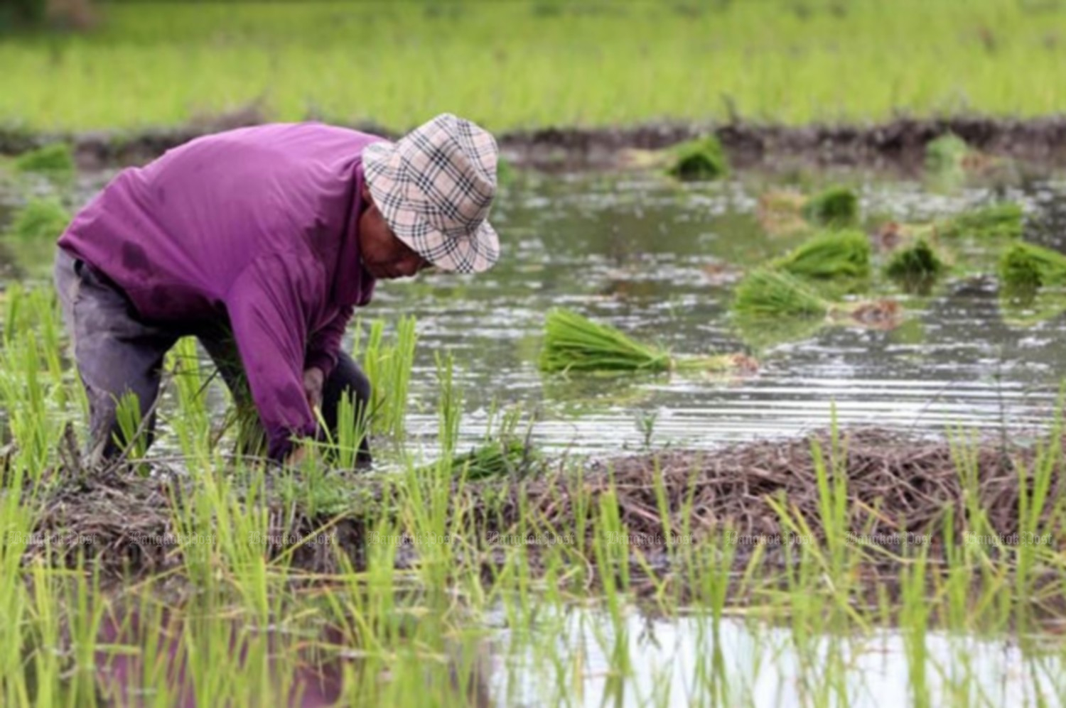 Rice export target set at 7m tonnes